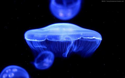 Jellyfish Backgrounds - Wallpaper Cave