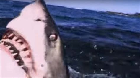 Great White Shark ATTACK Predators BBC Earth
