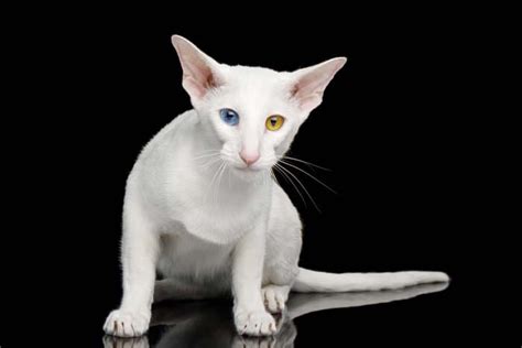 Odd-Eyed Cat (Heterochromia) Photos | Cat-World