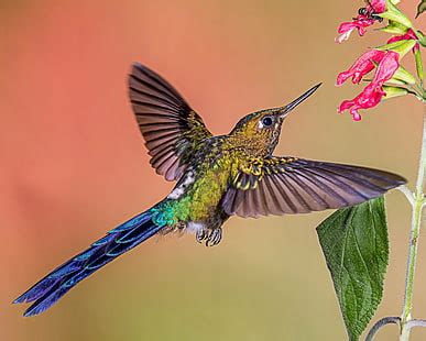 HD wallpaper: Hummingbird flying on a black background, brown green white and pink bird ...