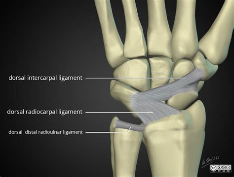 Anatomy Radial Collateral Ligament Palmar Extrinsic Ligaments | The Best Porn Website