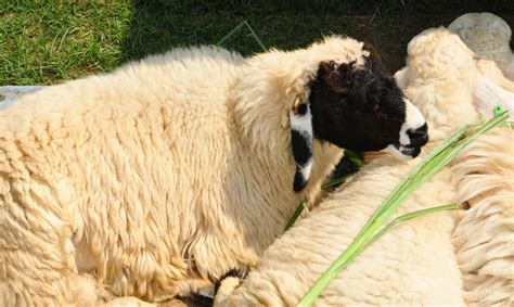 White sheep with the black face in a farm of Thailand. 13891794 Stock ...