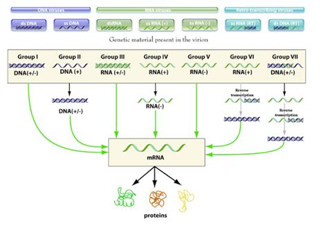 Evolution of virus- Is it fitting right?