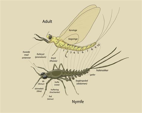 Brian Dall Schyth - Mayfly Lifecycle, Anatomy and Key for Species Recognition