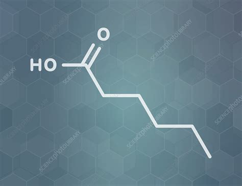 Caproic acid fatty acid molecule - Stock Image - C045/7279 - Science Photo Library