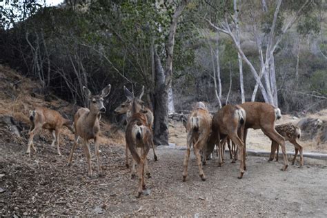 Plan seeks to eliminate deer from Catalina Island - The Wildlife Society