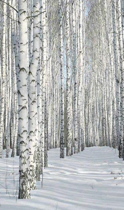 birch trees in the snow White Birch Trees, Birch Tree Art, Winter Szenen, Winter Trees, Aspen ...