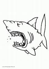 Basking Shark Coloring Page  Animals Town Color Sheet sketch template