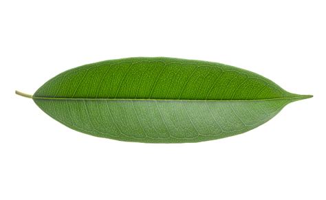 Oblong Leaf Stock Photo - Download Image Now - Botany, Close-up, Color Image - iStock