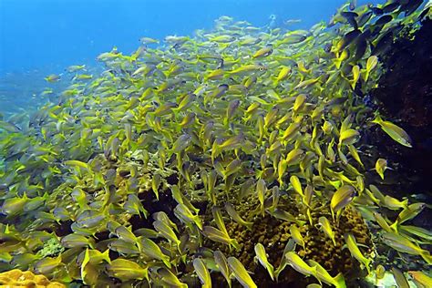 Snorkeling Day Around Koh Phangan