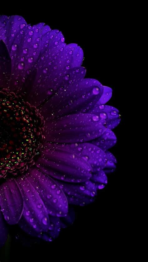 🔥 Download Best Dark Purple Wallpaper Ideas by @melanier73 | Purple Sunflower Wallpapers ...