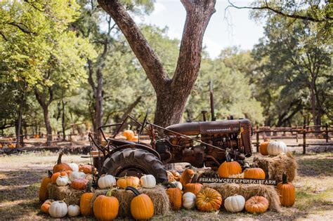 11 Best Pumpkin Patches in California - California Unpublished