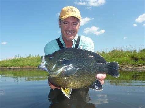 Big Hybrid Bluegill from Herman Brothers Pond Management | Perch ...