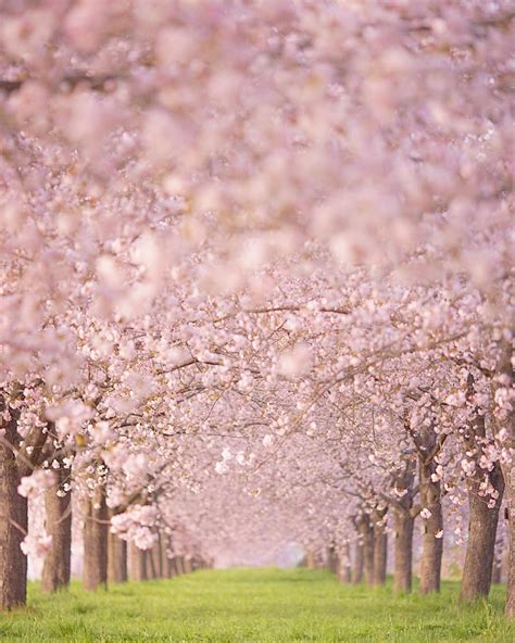 Chikuma River embankment Sakurazutsumi, Travel Photography ...