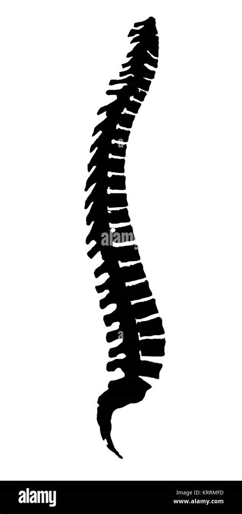 Spine Drawing High Resolution Stock Photography and Images - Alamy