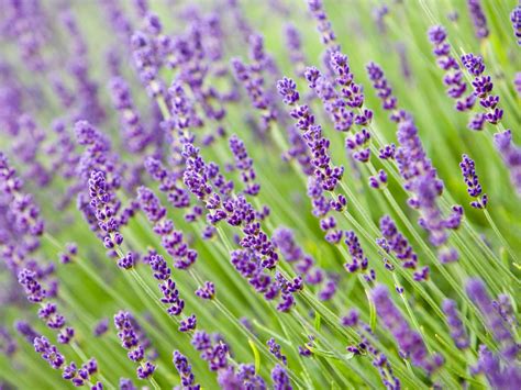 Lavender Plant: Care and Growing Guide