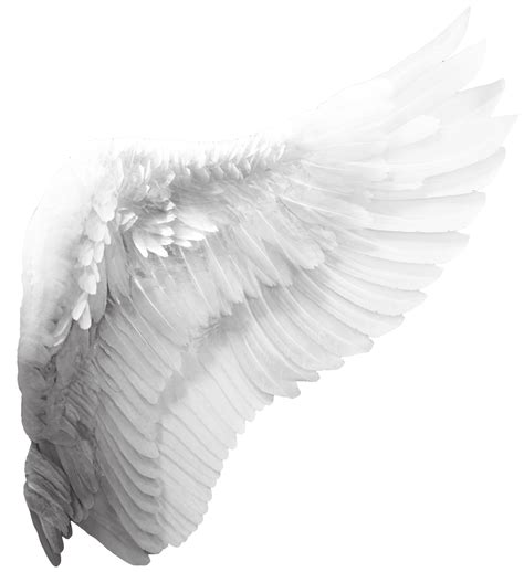 Angel Wings Logo Png Pics Aesthetic | Images and Photos finder