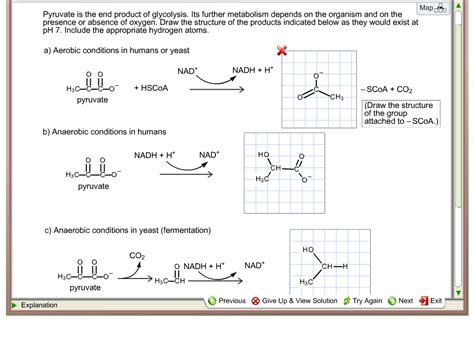 Solved Pyruvate is the end product of glycolysis. Its | Chegg.com