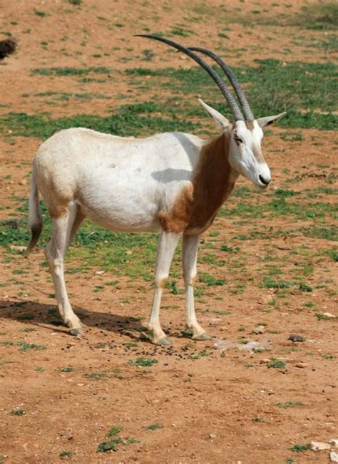 Oryx | African Antelope, Horned Mammal & Endangered Species | Britannica