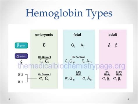 Beta Globin Gene Cluster