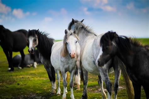 Did You Know That Horses Are Surprisingly Smart?