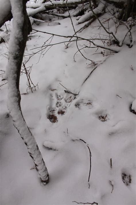 Bobcat Tracks In Snow | Montana Hunting and Fishing