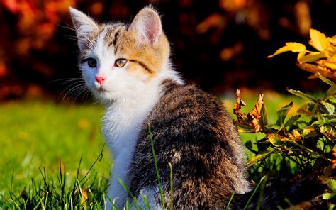 Cat HD wallpapers-High quality background free cat wallpapers ~ The ...