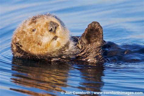 California Sea Otter 8 Photo, Picture, Print | Cornforth Images