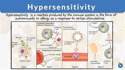 Hypersensitivity Definition and Examples - Biology Online Dictionary