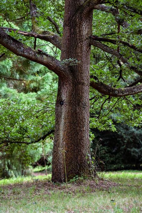 Low Angle Shot of a Single Tree in a Forest Stock Image - Image of nature, people: 231112899