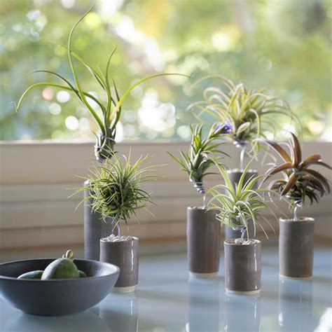 Airplant Vessel by Airplantman