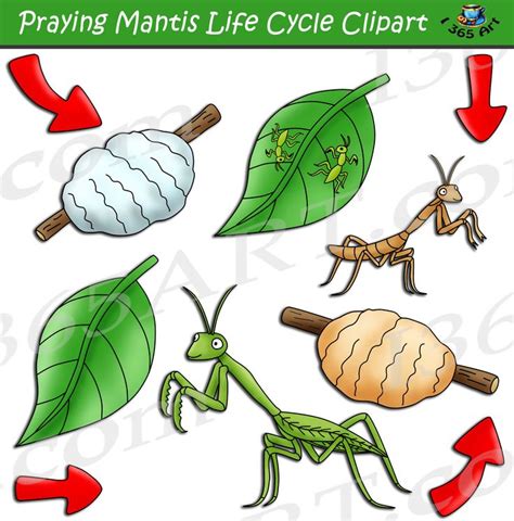 Praying Mantis Life Cycle Clipart Bundle - Clipart 4 School | Praying mantis life cycle, Life ...