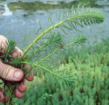 Parrot-Feather (Myriophyllum aquaticum)