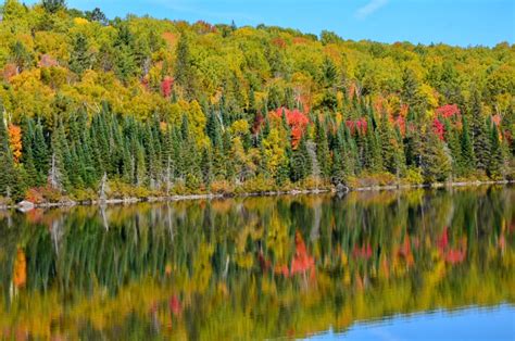 Fall Colors in Algonquin stock photo. Image of fall - 258075302