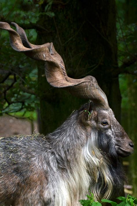 Community-based Conservation of Markhor in Pakistan - Safari Club International Foundation