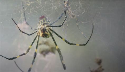 The Joro spider is here to stay - UGA Research News