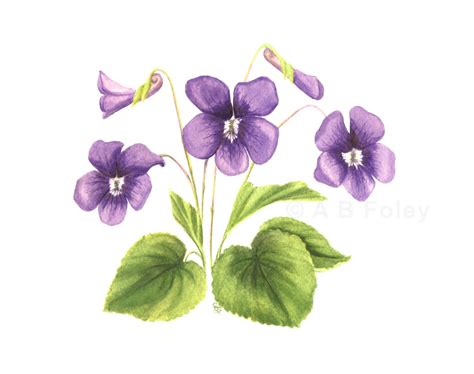 Original Watercolor Botanical Painting "Common Violet" - A B Foley