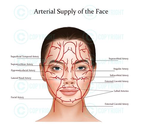 Facial Anatomy Bundle Botox & Filler Injector Anatomy Esthetician Aesthetics Dermatology Medspa ...