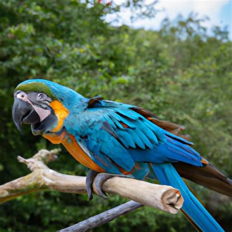 All About Blue Macaws: Discovering the Beauty and Significance of this Majestic Bird