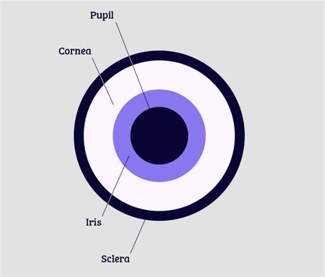 About the Eye | National Eye Institute