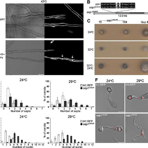 SEP1 Is Required for Appressorium-Mediated Plant Infection by M. oryzae ...