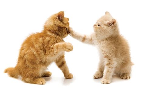 Do You Have an Aggressive Cat — or Just a Brat?! - Catster