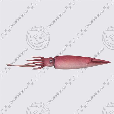 squid 3d model