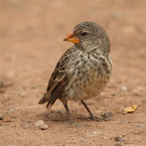 The Finches - The Galapagos Finches