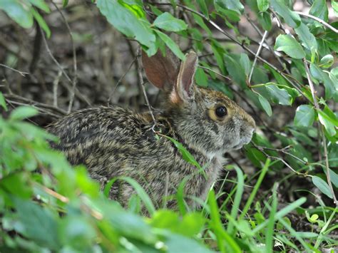 The Online Zoo - Swamp Rabbit