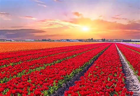 campos-de-flores-en-primavera-tulipanes-holanda-atardecer | Gourmet de ...