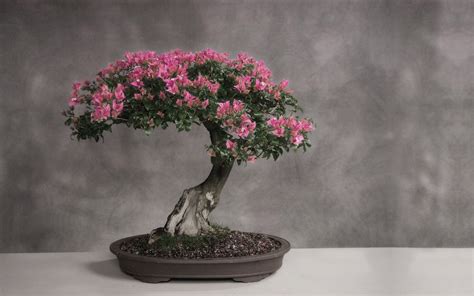 Cherry Blossom Bonsai Trees | Bonsai Tree Gardener