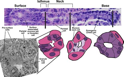 Figure 1 from Gastric epithelial stem cells. | Semantic Scholar