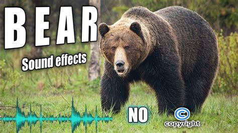 Bear noises, grizzly bear roar, bear sound effect without copyright - YouTube