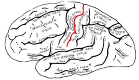 Central sulcus - Location, Function and Pictures